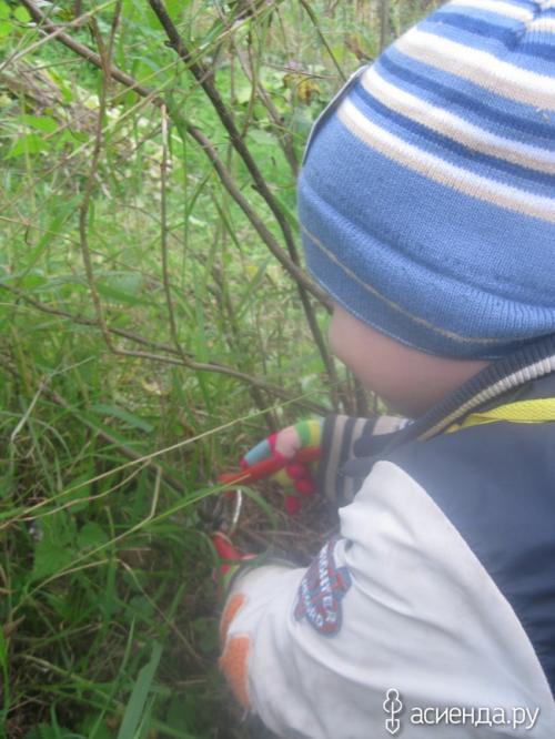 Что может произойти, если не соблюдать правила обрезки черной смородины. Наглядно, что может случится если не обрезать черную смородину.