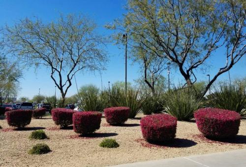 Как использовать садовые инструменты для правильного формирования куста. Стрижка кустов — основы правильного выбора растений и формирования правильных форм, подбор инструмента (фото + видео)