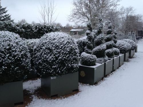 Как использовать садовые инструменты для правильного формирования куста. Стрижка кустов — основы правильного выбора растений и формирования правильных форм, подбор инструмента (фото + видео)