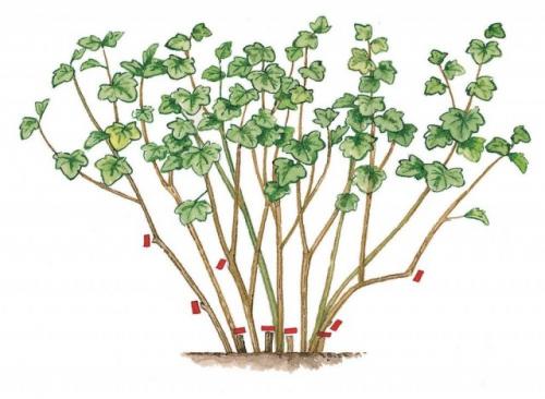 В какое время года лучше формировать куст смородины. Омоложение смородины — руководство к действию