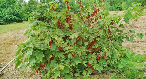 Как формировать красную смородину: полное руководство для начинающих 05