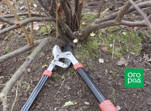 Обрезка черной смородины осенью: 6 правил, которые обязательно нужно соблюдать 12 Обрезка черной смородины осенью: 6 правил, которые обязательно нужно соблюдать 12