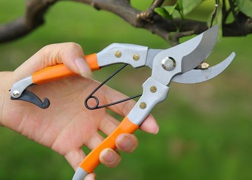 Как правильно формировать крону смородины при весенней обрезке. Формирование смородины с первого года посадки