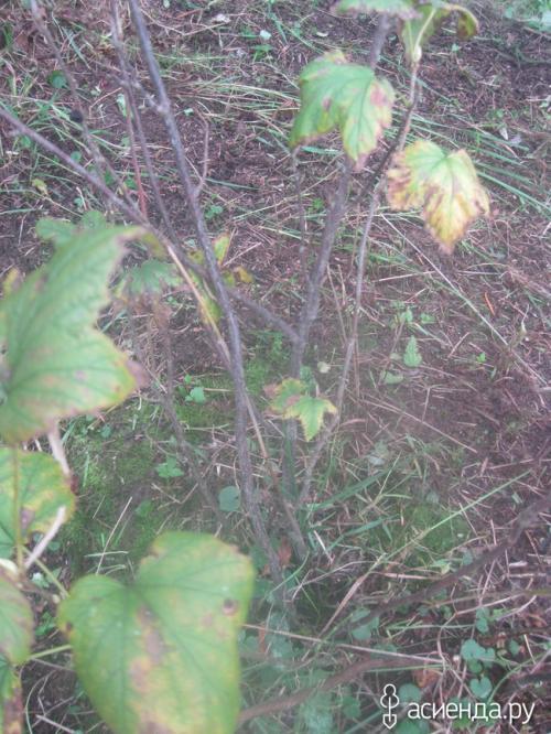 Что может произойти, если не соблюдать правила обрезки черной смородины. Наглядно, что может случится если не обрезать черную смородину.