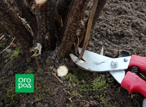 Обрезка черной смородины осенью: 6 правил, которые обязательно нужно соблюдать 17 Обрезка черной смородины осенью: 6 правил, которые обязательно нужно соблюдать 17