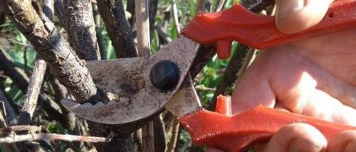 Как избежать ошибок при обрезке смородины, чтобы не навредить растению. Обрезка смородины весной: ошибки, которые не стоит допускать