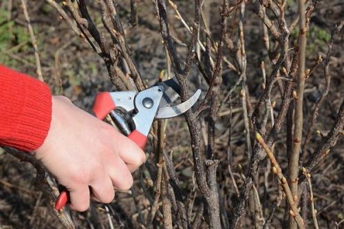 Как формировать куст смородины для защиты от морозов и ветров. Сроки подготовки по регионам