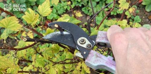 Простая обрезка смородины летом: полезные советы для начинающих 13