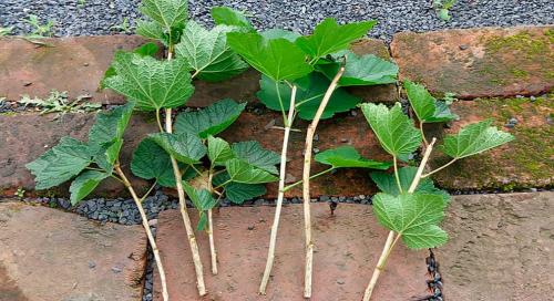 Как формировать красную смородину: полное руководство для начинающих 04