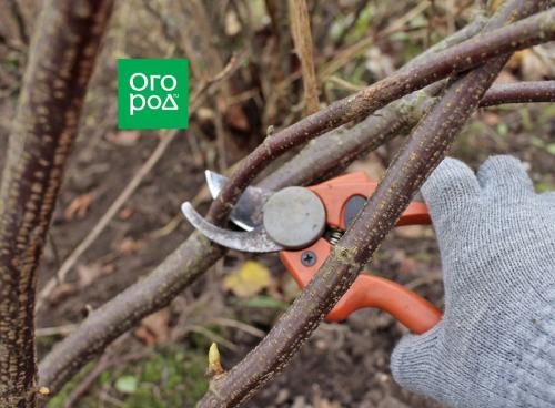 Обрезка черной смородины осенью: 6 правил, которые обязательно нужно соблюдать 16 Обрезка черной смородины осенью: 6 правил, которые обязательно нужно соблюдать 16