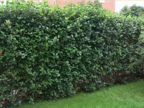 Как использовать садовые инструменты для правильного формирования куста. Стрижка кустов — основы правильного выбора растений и формирования правильных форм, подбор инструмента (фото + видео)