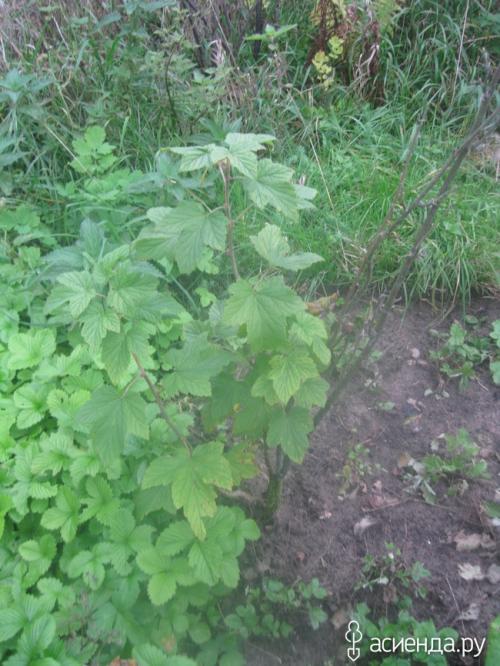 Что может произойти, если не соблюдать правила обрезки черной смородины. Наглядно, что может случится если не обрезать черную смородину.