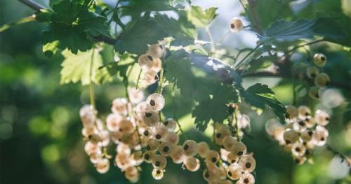 Как правильно обрезать старые кусты смородины для омоложения. Омолаживающая обрезка старых кустов смородины