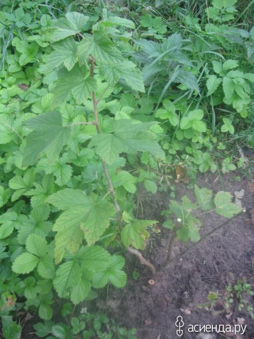 Что может произойти, если не соблюдать правила обрезки черной смородины. Наглядно, что может случится если не обрезать черную смородину.