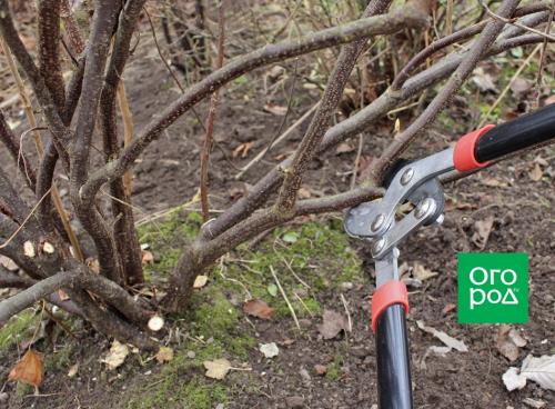 Обрезка черной смородины осенью: 6 правил, которые обязательно нужно соблюдать 14 Обрезка черной смородины осенью: 6 правил, которые обязательно нужно соблюдать 14