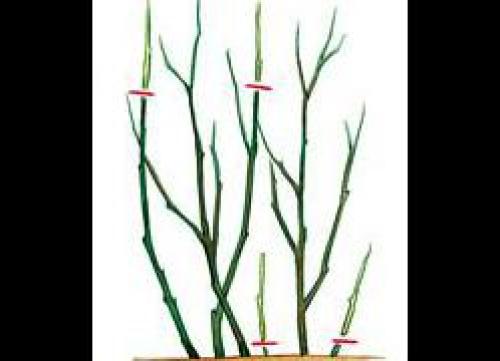 Как правильно формировать крону куста смородины или крыжовника. Правила обрезки смородины и крыжовника