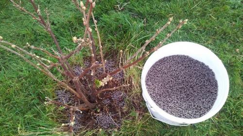 Может ли обрезка смородины после схода снега быть выполнена начинающим или лучше проконсультироваться со специалистом. Основные этапы ухода за смородиной весной после зимы