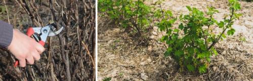 Есть ли специфические рекомендации для обрезки различных видов смородины (черной, красной, белой) после схода снега. ПОСАДКА И УХОД ЗА СМОРОДИНОЙ ВЕСНОЙ