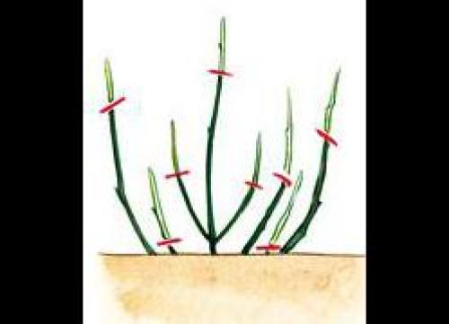 Как правильно формировать крону куста смородины или крыжовника. Правила обрезки смородины и крыжовника