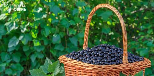 Полезные советы по обрезке смородины летом после сбора урожая 03 Полезные советы по обрезке смородины летом после сбора урожая 03