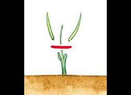 Как правильно формировать крону куста смородины или крыжовника. Правила обрезки смородины и крыжовника