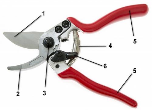 Основные правила обрезки смородинового куста осенью