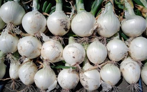 Белый лук севок. Белый лук. Сладкий, ароматный и без слёз