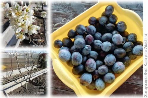 Как сушить сливу в сиропе. Вяленые сливы в сиропе - это не варенье, а настоящее лакомство для истинных гурманов