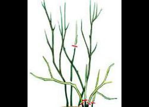 Как правильно делать обрезку смородины и крыжовника. Правила обрезки смородины и крыжовника