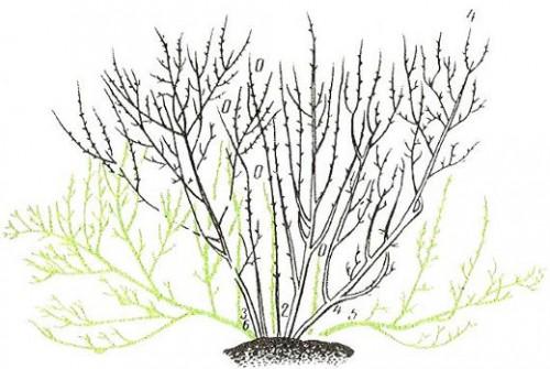Как правильно делать обрезку смородины и крыжовника. Правила обрезки смородины и крыжовника