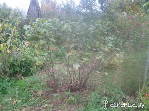 Какие последствия могут быть, если не обрезать черную смородину. Наглядно, что может случится если не обрезать черную смородину.