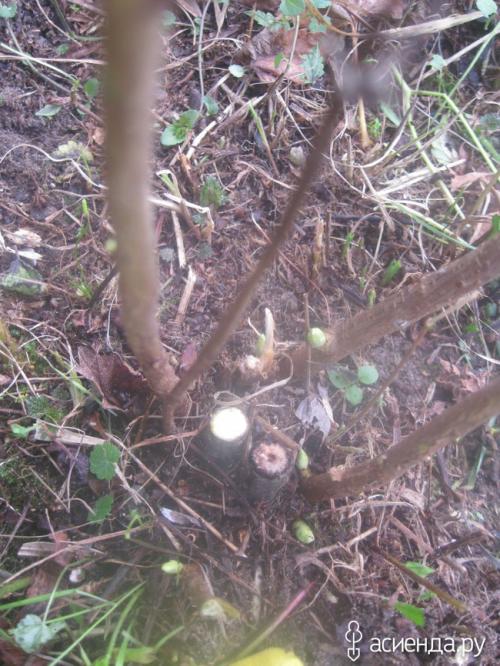 Какие последствия могут быть, если не обрезать черную смородину. Наглядно, что может случится если не обрезать черную смородину.