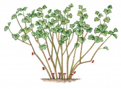 Какие особенности обрезки старых кустов чёрной смородины. Омоложение смородины — руководство к действию
