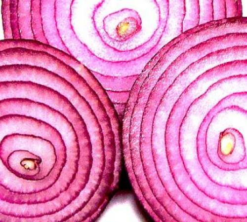 Самый вкусный лук. Лучшие сорта репчатого сладкого лука