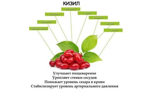 Все о кизиле польза. Польза кизила 09 Все о кизиле польза. Польза кизила 09