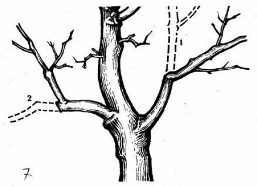 Омоложение старого куста смородины: шаг за шагом к обильному урожаю 07