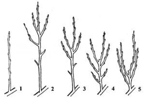 Омоложение старого куста смородины: шаг за шагом к обильному урожаю 06 Омоложение старого куста смородины: шаг за шагом к обильному урожаю 06