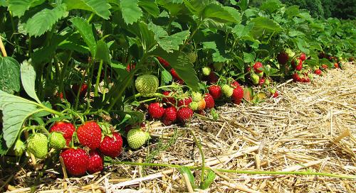 Весенние советы по уходу за клубникой: как подготовиться к сезону 07 Весенние советы по уходу за клубникой: как подготовиться к сезону 07