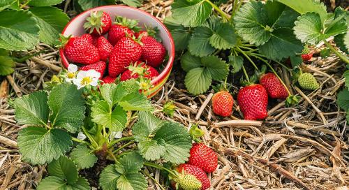 Весенние советы по уходу за клубникой: как подготовиться к сезону 05 Весенние советы по уходу за клубникой: как подготовиться к сезону 05