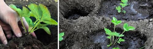 Как часто нужно поливать клубники весной. КАК ОБРАБАТЫВАТЬ КЛУБНИКУ (ЗЕМЛЯНИКУ САДОВУЮ) ВЕСНОЙ ПОСЛЕ ЗИМЫ