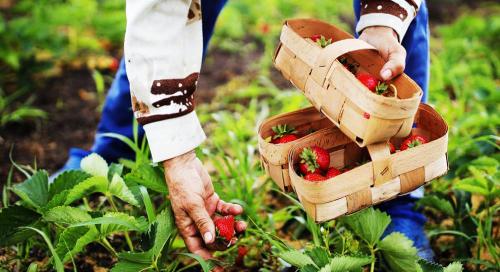 Весенние советы по уходу за клубникой: как подготовиться к сезону 06 Весенние советы по уходу за клубникой: как подготовиться к сезону 06