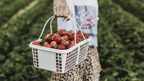 Весенние советы по уходу за клубникой: как подготовиться к сезону 03 Весенние советы по уходу за клубникой: как подготовиться к сезону 03