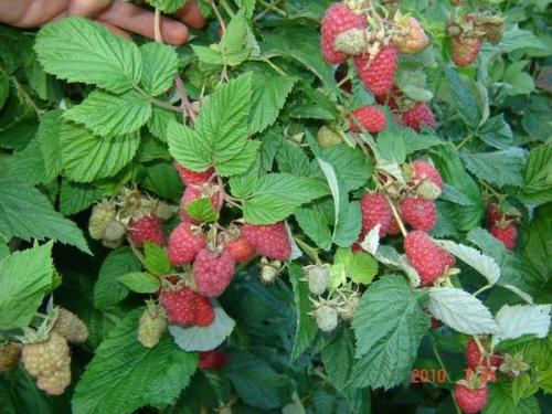 Почему весенняя обрезка черной смородины необходима Почему весенняя обрезка черной смородины необходима