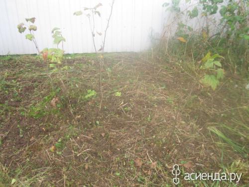 Как отсутствие обрезки влияет на здоровье куста смородины. Наглядно, что может случится если не обрезать черную смородину.