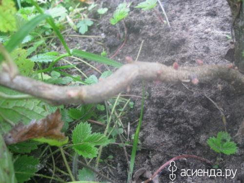 Как отсутствие обрезки влияет на здоровье куста смородины. Наглядно, что может случится если не обрезать черную смородину.