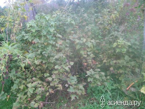 Как отсутствие обрезки влияет на здоровье куста смородины. Наглядно, что может случится если не обрезать черную смородину.