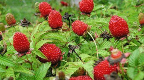 Гибрид малины и клубники-земляники. Эту ягоду выдают за гибрид малины и клубники, однако есть нюанс 02 Гибрид малины и клубники-земляники. Эту ягоду выдают за гибрид малины и клубники, однако есть нюанс 02