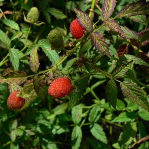 Гибрид малины и клубники-земляники. Эту ягоду выдают за гибрид малины и клубники, однако есть нюанс 03 Гибрид малины и клубники-земляники. Эту ягоду выдают за гибрид малины и клубники, однако есть нюанс 03