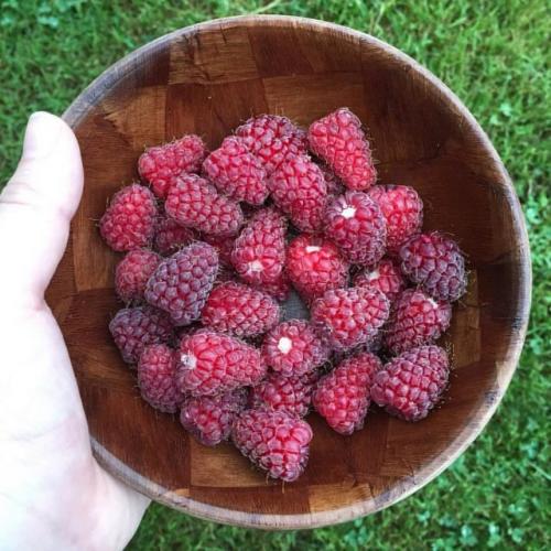 Гибрид малины и ежевики. Ежемалина — кто такая и зачем всё это?