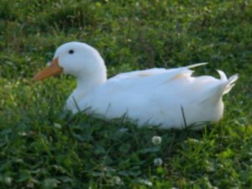 Самые тихие утки. Породы мясных домашних уток